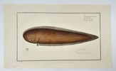 Marcus Elieser Bloch – Small Flounder (Pleuronectes Malachius)