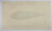Marcus Elieser Bloch – Small Flounder (Pleuronectes Malachius)