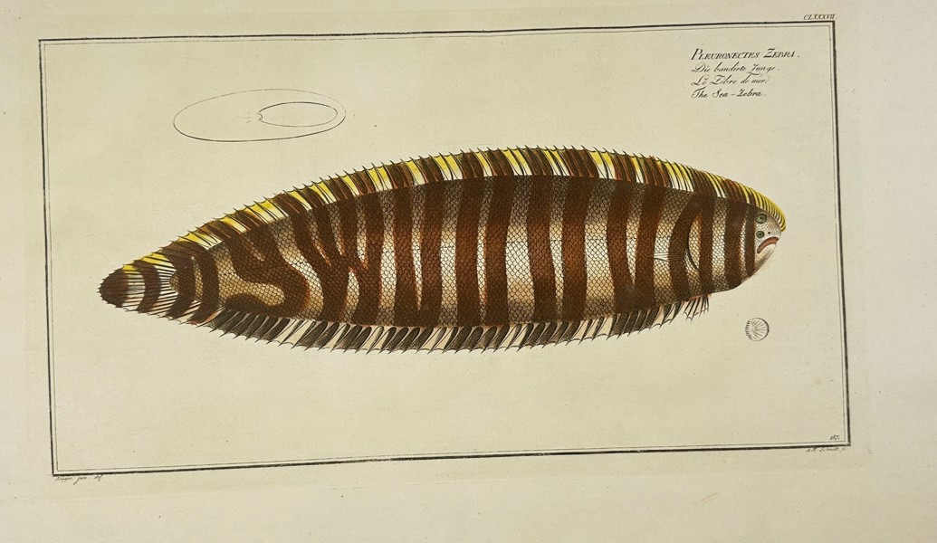 Marcus Elieser Bloch – Pleuronectes Zebra – Hand-Colored Copperplate Engraving