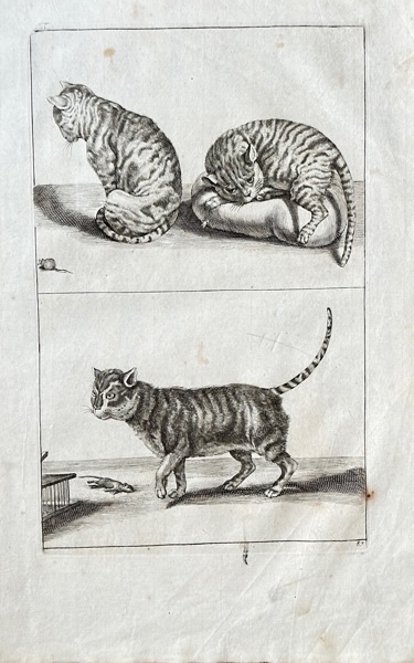 Robert de Vorst (1597–1647) and Crispijn van de Passe the Younger (c. 1594–c. 1670) – Studies of Cats – Engraving (c. 1620)
