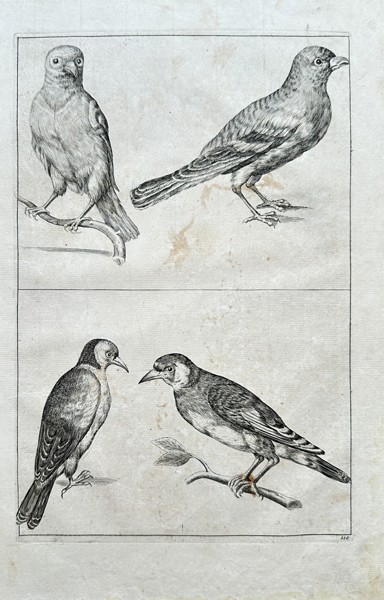 Frederiсk de Wit (1630–1706) – Different studies of Birds – Engraving