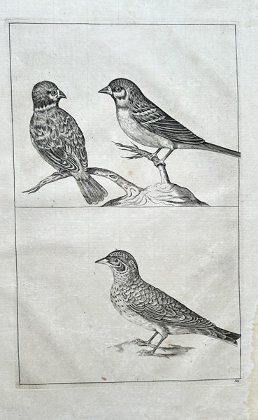 Frederiсk de Wit (1630–1706) – Three Studies of Birds – Engraving