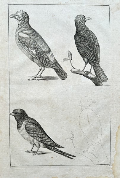 Frederiсk de Wit (1630–1706) –Studies of Birds from Natural History Compilation