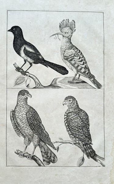 Frederiсk de Wit (1630–1706) – Studies of Birds (Magpie, Hoopoe, Hawks)