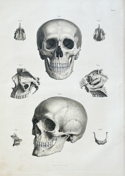 A. Krauße (active mid-19th century) – The Human Skull – Engraving, Hand-coloured (c. 1860)
