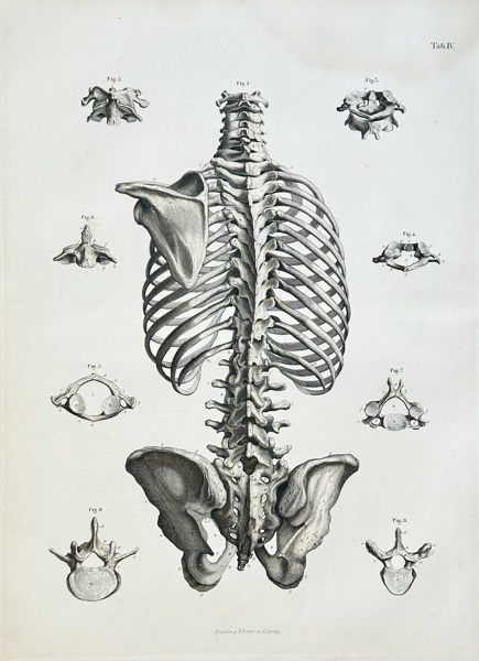 A. Krauße (active mid-19th century) – The Human Torso, Spine, and Pelvis – Engraving, Hand-coloured (c. 1860)