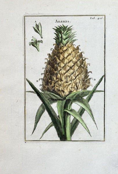 Joseph Pitton de Tournefort (1656–1708) – Pineapple – Hand-coloured Engraving (1700)