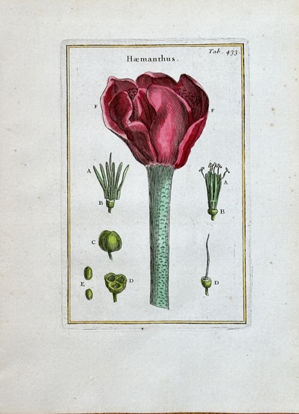 Joseph Pitton de Tournefort (1656–1708) – Haemanthus – Hand-coloured Engraving (1700)