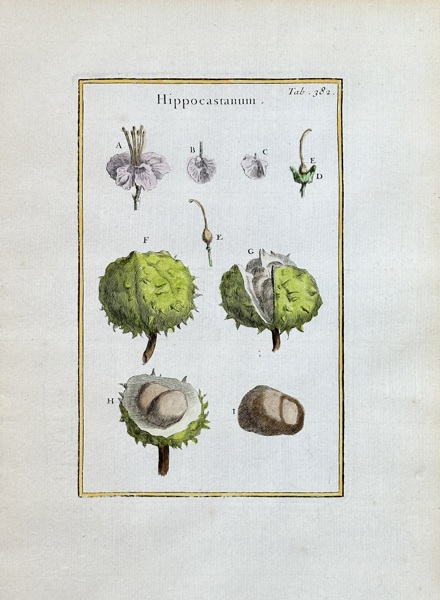 Joseph Pitton de Tournefort (1656–1708) – Hippocastanum – Hand-coloured engraving (1700)