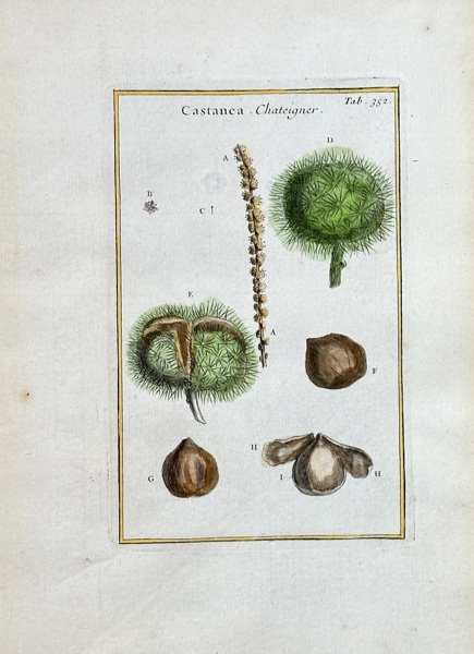 Joseph Pitton de Tournefort (1656–1708) – Chestnut – Hand-coloured engraving (1700)