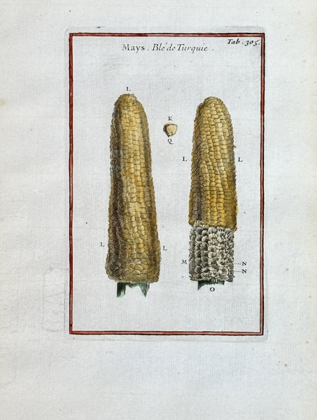 Joseph Pitton de Tournefort (1656–1708) – Maize – Hand-coloured engraving (1700)