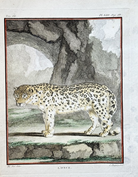 Georges-Louis Leclerc, Comte de Buffon (1707–1788) – The Snow Leopard – Hand-coloured engraving (1761)