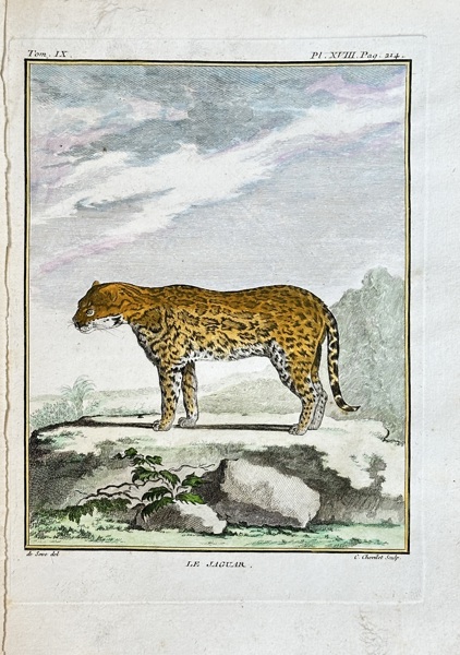 Georges-Louis Leclerc, Comte de Buffon (1707–1788) – The Jaguar – Hand-coloured engraving (1761)