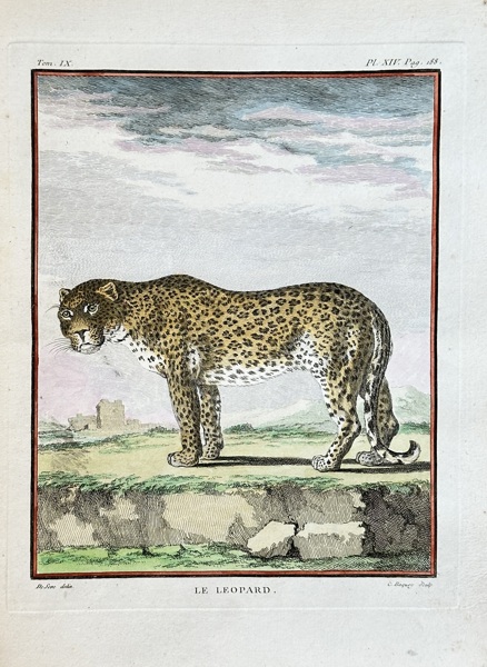 Georges-Louis Leclerc, Comte de Buffon (1707–1788) – The Leopard – Hand-coloured engraving (1761)