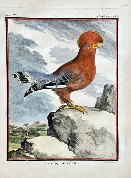 Georges-Louis Leclerc, Comte de Buffon (1707–1788) – The Cock-of-the-Rock – Hand-coloured engraving (1774)