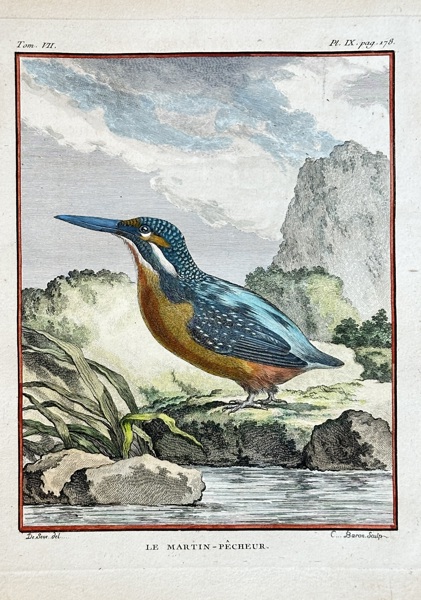 Georges-Louis Leclerc, Comte de Buffon (1707–1788) – The Kingfisher – Hand-coloured engraving (1774)