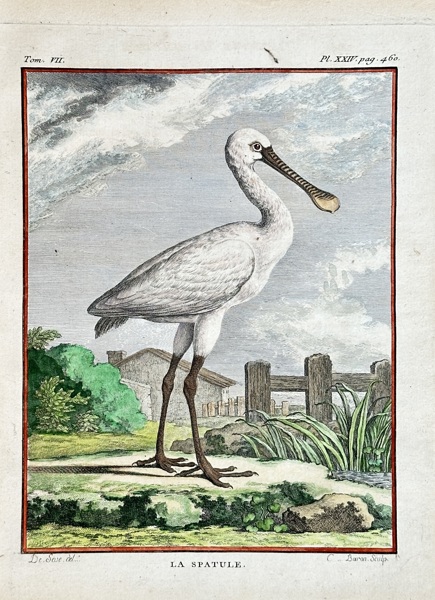 Georges-Louis Leclerc, Comte de Buffon (1707–1788) – The Spoonbill – Hand-coloured engraving (1779)