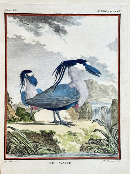 Georges-Louis Leclerc, Comte de Buffon (1707–1788) – The Crowned Night Heron – Hand-coloured engraving (1779)