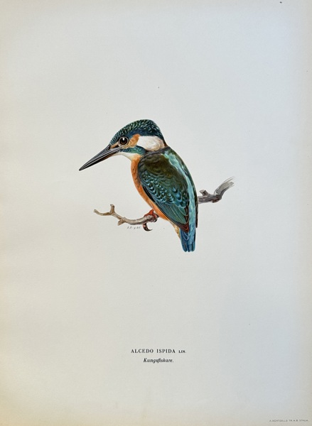 Wilhelm von Wright (1810–1887) – Kingfisher – Chromolithograph (Circa 1850)
