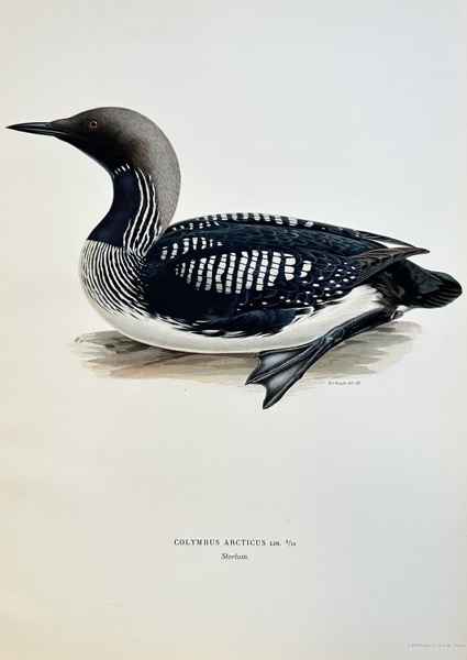 Wilhelm von Wright (1810–1887) – Black-throated Loon – Chromolithograph (Circa 1850)