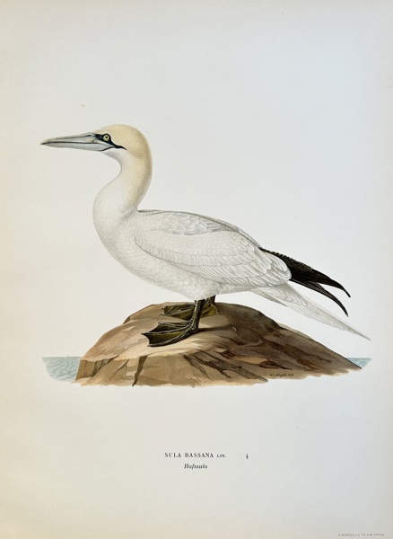 Wilhelm von Wright (1810–1887) – Northern Gannet – Chromolithograph (Circa 1850)
