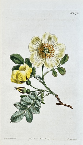 Samuel Curtis (1774–1860) – Scotch Rose – Hand-coloured engraving (1812)