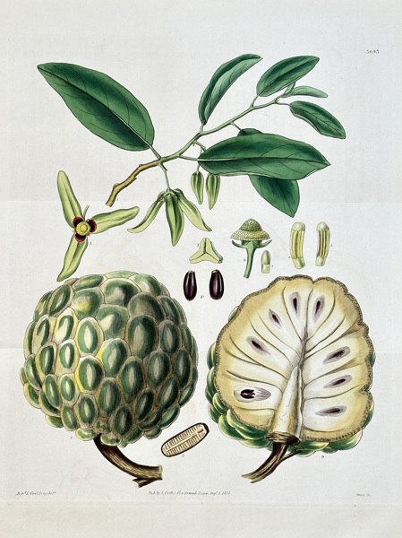 Samuel Curtis (1774–1860) – Sugar Apple – Hand-coloured engraving (1831)
