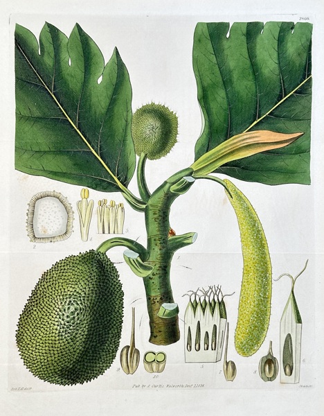 Samuel Curtis (1774–1860) – Breadfruit – Hand-coloured engraving (1823)
