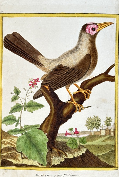 François-Nicolas Martinet (1731–1800) – Bare-faced Bulbul – Hand-coloured engraving (Circa 1780)