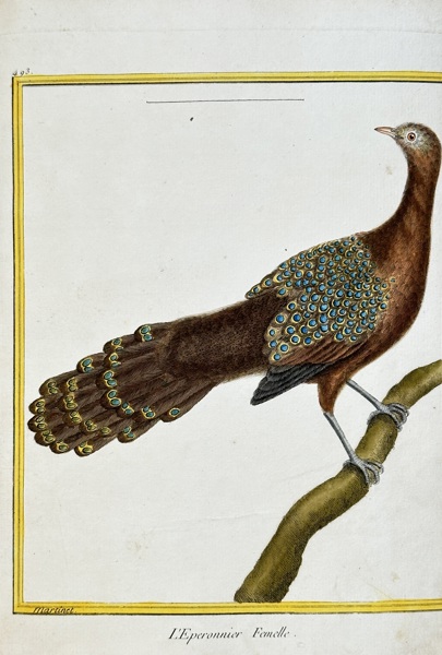 François-Nicolas Martinet (1731–1800) – Female Bornean Peacock-Pheasant – Hand-coloured engraving (Circa 1780)