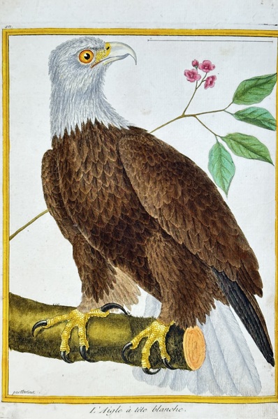 François-Nicolas Martinet (1731–1800) – Bald Eagle – Hand-coloured engraving (Circa 1770)