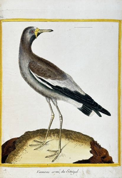 François-Nicolas Martinet (1731–1800) – Spur-winged Lapwing – Hand-coloured engraving (Circa 1782)