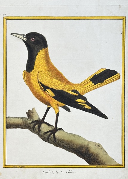 François-Nicolas Martinet (1731–1800) – Black-headed Oriole – Hand-coloured engraving (Circa 1765)