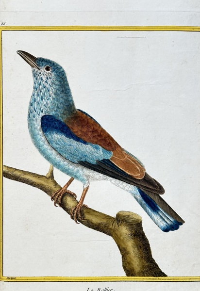 François-Nicolas Martinet (1731–1800) – European Roller – Hand-coloured engraving (Circa 1770)