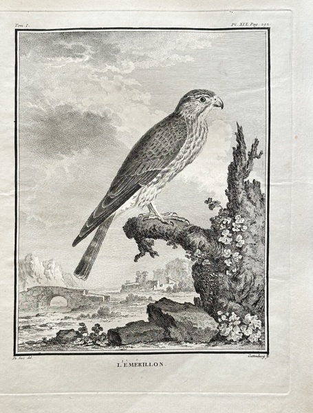Georges-Louis Leclerc, Comte de Buffon (1707–1788) – The Merlin – Engraving (1770)