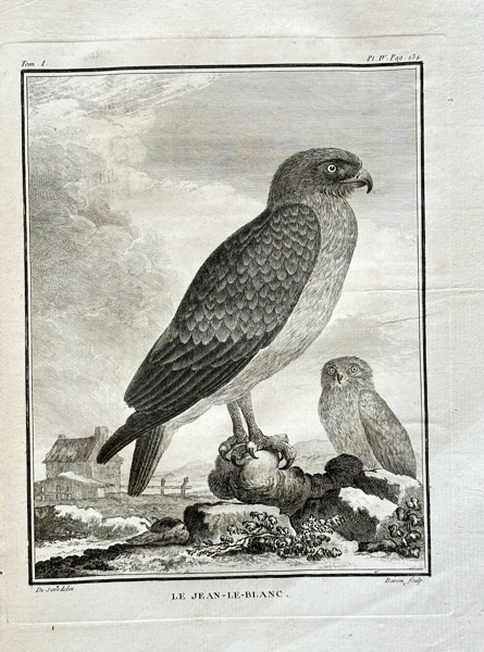 Georges-Louis Leclerc, Comte de Buffon (1707–1788) – Short-toed Snake-Eagle – Engraving (1770)