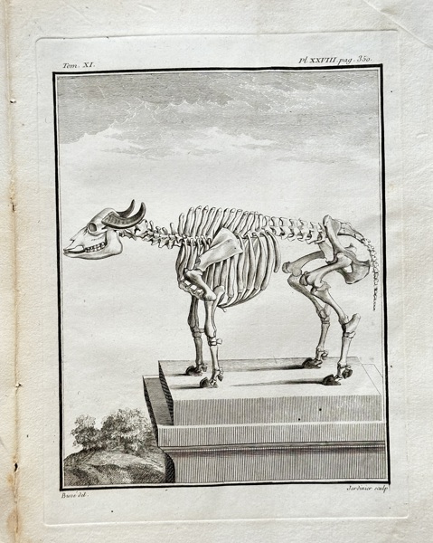 Georges-Louis Leclerc, Comte de Buffon (1707–1788) – The Skeleton of an Aurochs – Engraving (1764)