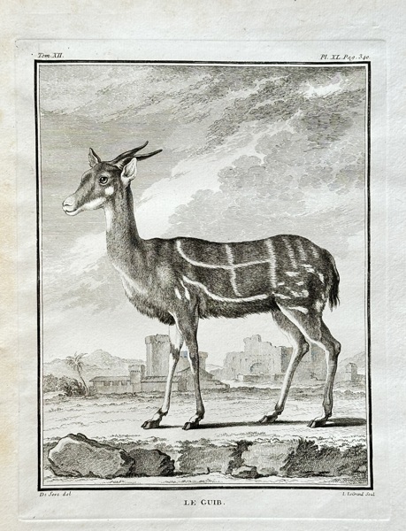 Georges-Louis Leclerc, Comte de Buffon (1707–1788) – The Bushbuck – Engraving (1764)