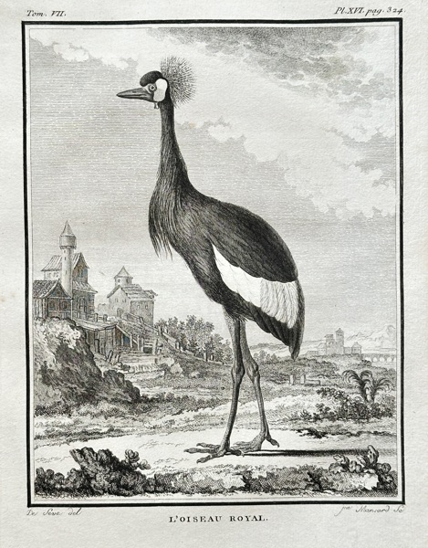 Georges-Louis Leclerc, Comte de Buffon (1707–1788) – The Grey Crowned Crane – Engraving (1779)