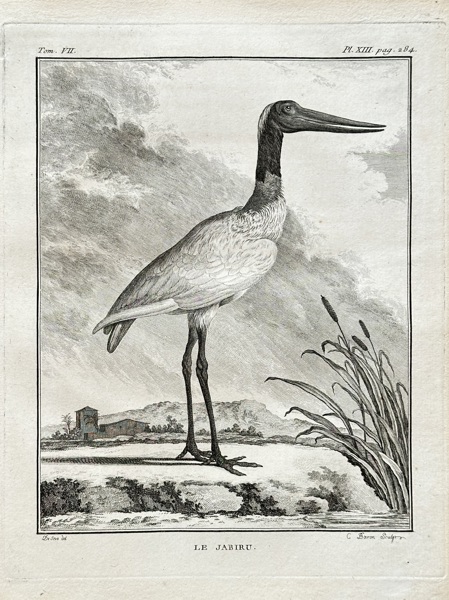 Georges-Louis Leclerc, Comte de Buffon (1707–1788) – The Jabiru – Engraving (1779)