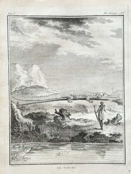 Georges-Louis Leclerc, Comte de Buffon (1707–1788) – The Gavial – Engraving (1767)