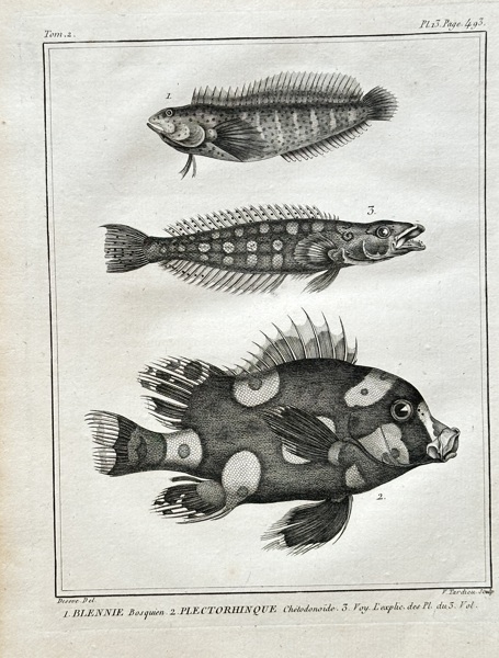 Georges-Louis Leclerc, Comte de Buffon (1707–1788) – Blenny and Plectorhinchus – Engraving (1783)