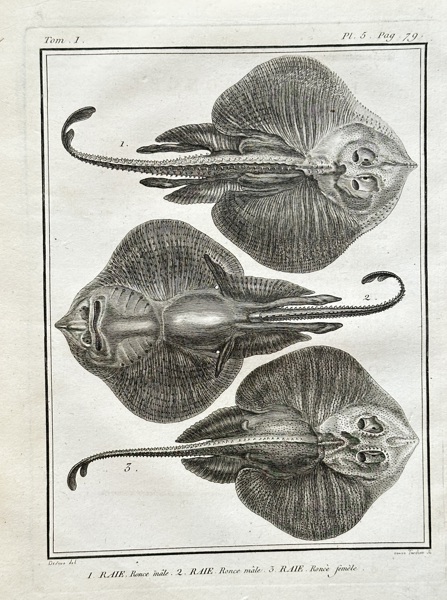 Georges-Louis Leclerc, Comte de Buffon (1707–1788) – Skate – Engraving (1783)
