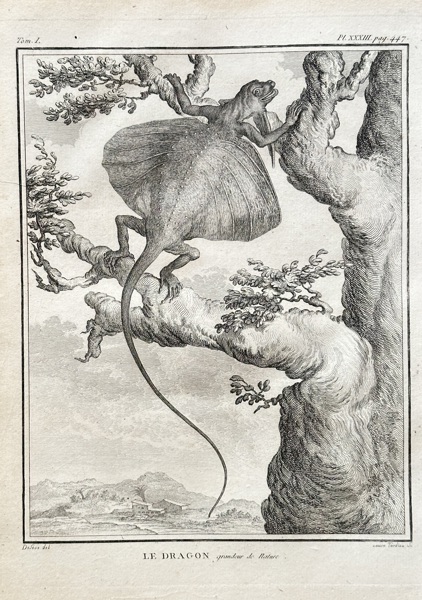 Georges-Louis Leclerc, Comte de Buffon (1707–1788) – The Flying Dragon – Engraving (1789)