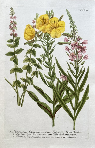 Johann Wilhelm Weinmann (1683–1741) – Various Lysimachia Species – Hand-coloured engraving (Circa 1740)