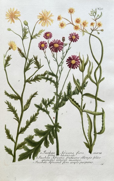 Johann Wilhelm Weinmann (1683–1741) – Various Ragwort Species – Hand-coloured engraving (Circa 1740)