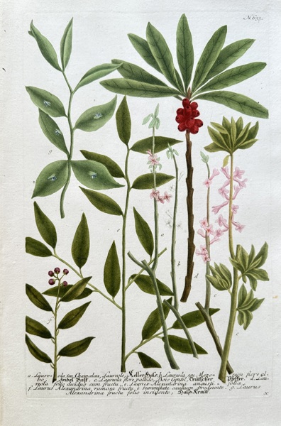 Johann Wilhelm Weinmann (1683–1741) – Various Botanical Species – Hand-coloured engraving (Circa 1740)