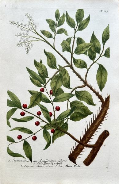 Johann Wilhelm Weinmann (1683–1741) – Agarwood and Other Species – Hand-coloured engraving (Circa 1740)