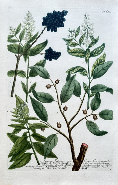 Johann Wilhelm Weinmann (1683–1741) – Various Privet Species – Hand-coloured engraving (Circa 1740)