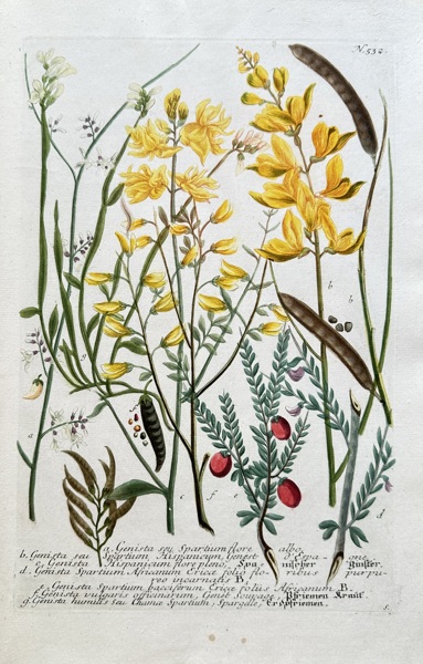 Johann Wilhelm Weinmann (1683–1741) – Various Broom and Gorse Species – Hand-coloured engraving (Circa 1740)